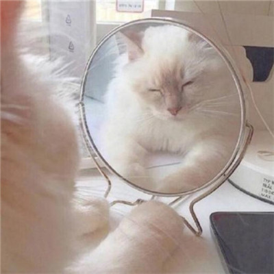 微信个性好看喵星人头像