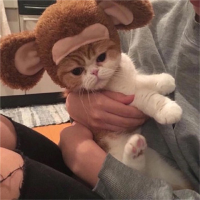 微信个性好看喵星人头像