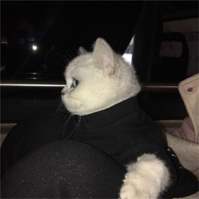 微信个性好看喵星人头像