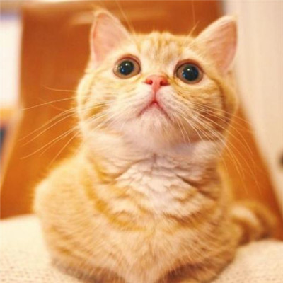 微信个性好看喵星人头像