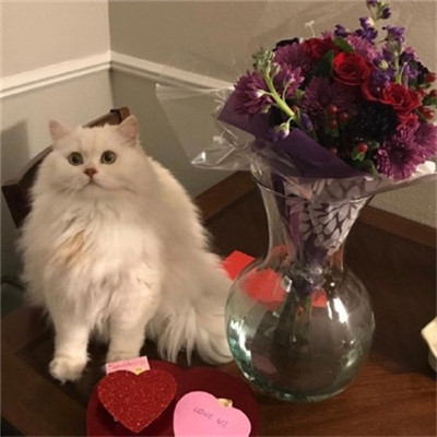 微信个性好看喵星人头像