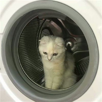 微信个性好看喵星人头像