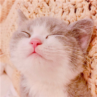 微信个性好看喵星人头像