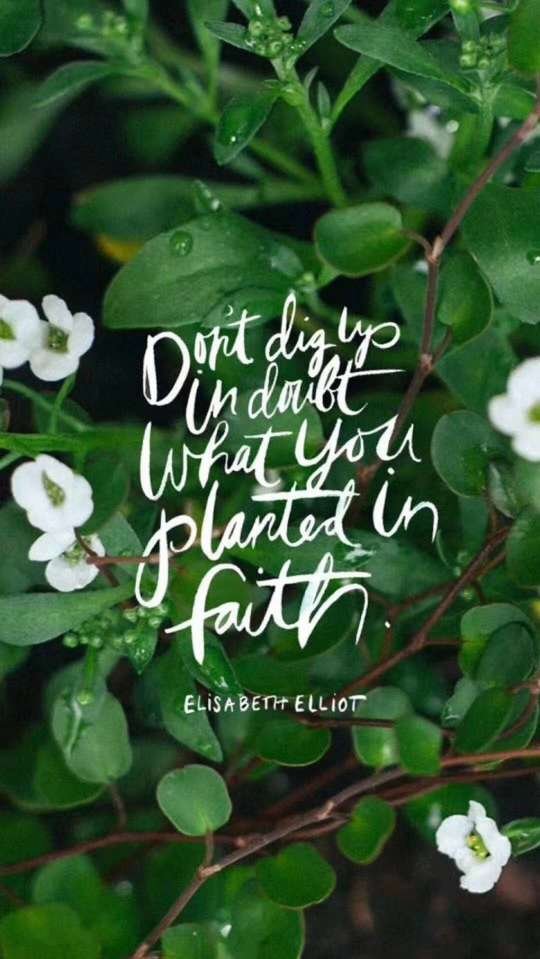 微信唯美绿色护眼聊天背景