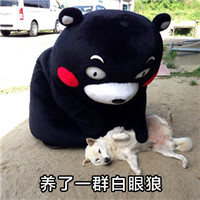 微信熊本熊斗图表情包
