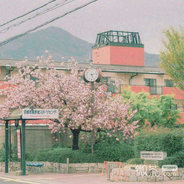 微信唯美个性樱花朋友圈配图