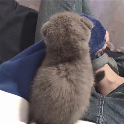 微信可爱萌萌哒喵星人头像