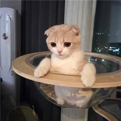 微信可爱萌萌哒喵星人头像