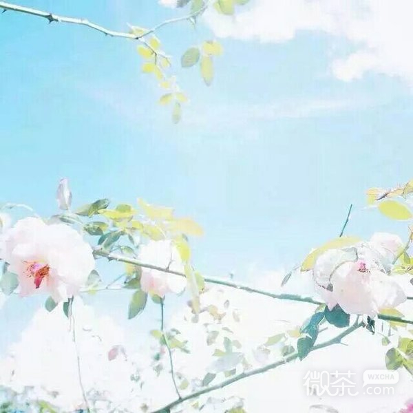 微信唯美个性花朵朋友圈配图
