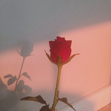 微信粉嫩少女风朋友圈配图