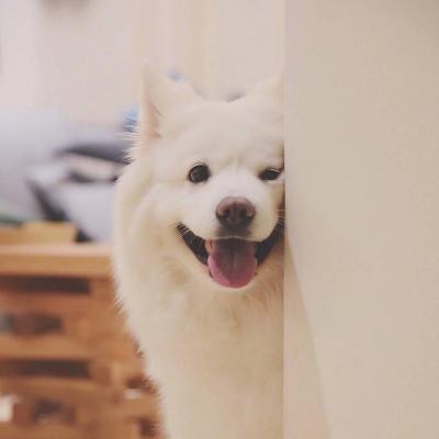 微信可爱狗狗头像