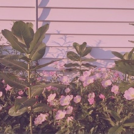 微信粉嫩少女风朋友圈配图