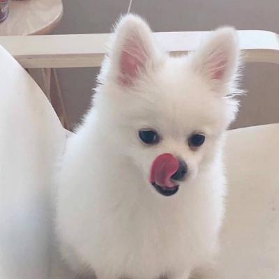 微信可爱狗狗头像