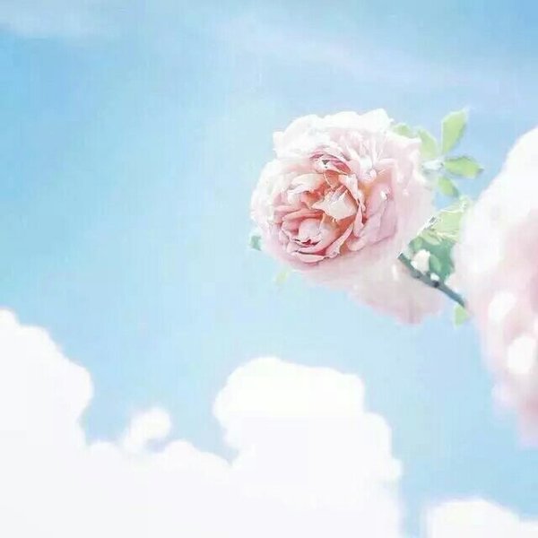 微信唯美个性花朵朋友圈配图