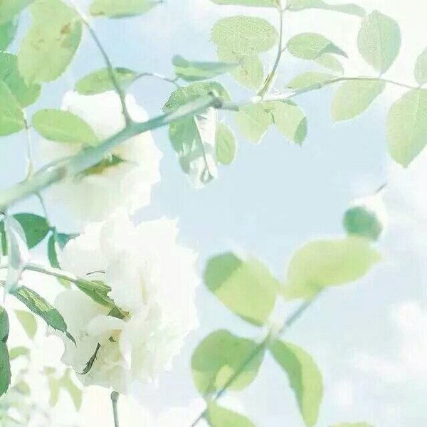 微信唯美个性花朵朋友圈配图