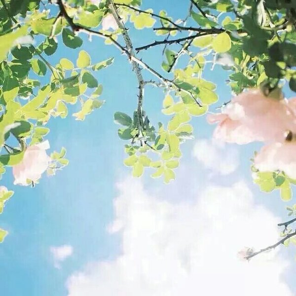 微信唯美个性花朵朋友圈配图