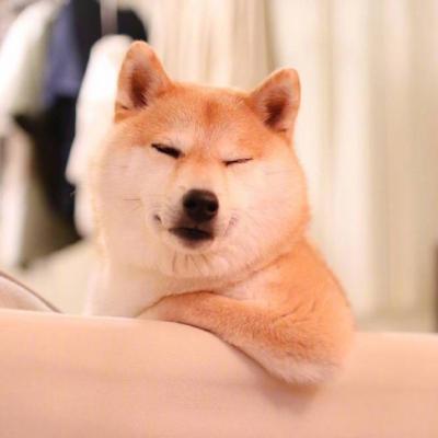 微信可爱狗狗头像