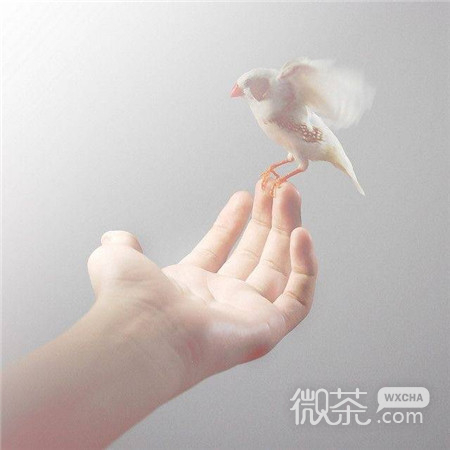 微信唯美简单个性朋友圈配图