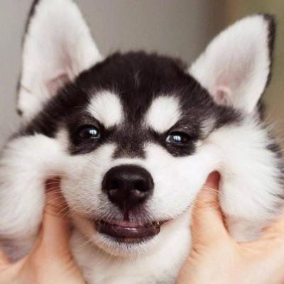微信可爱狗狗头像