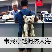 微信最新个性帅气带宠物男生头像合集下载