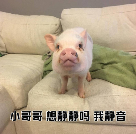 教小姐姐们如何搭讪小哥哥微信恶搞表情包