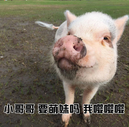 教小姐姐们如何搭讪小哥哥微信恶搞表情包