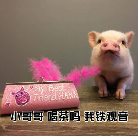 教小姐姐们如何搭讪小哥哥微信恶搞表情包