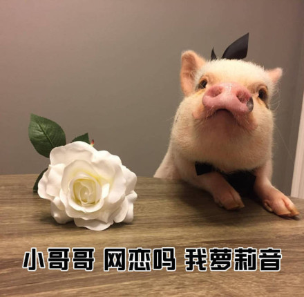 教小姐姐们如何搭讪小哥哥微信恶搞表情包