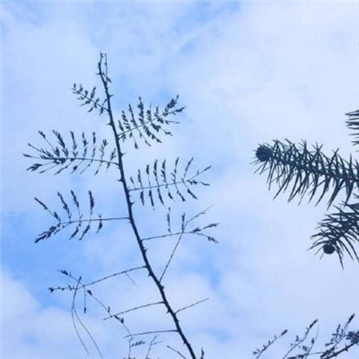 微信唯美意境好看风景静物头像