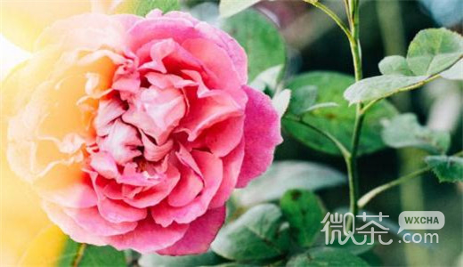 微信唯美个性花卉朋友圈配图