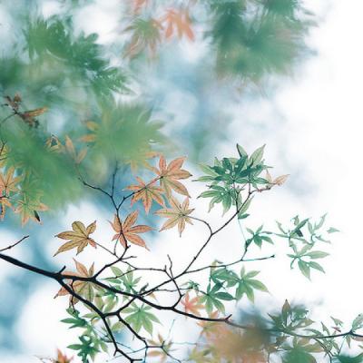 唯美风景微信头像