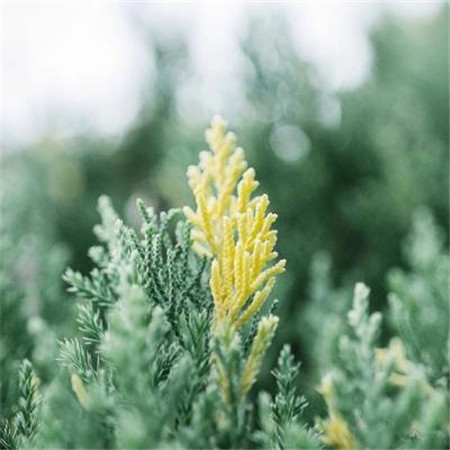 微信小清新唯美风景朋友圈配图