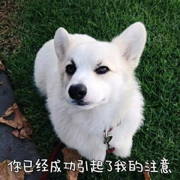 你成功的引起了我的注意微信恶搞表情包