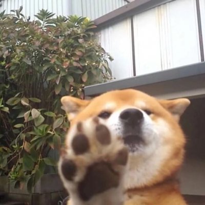 微信个性搞怪汪星人头像