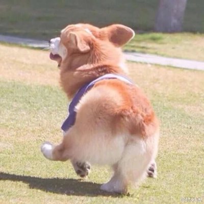 微信个性搞怪汪星人头像