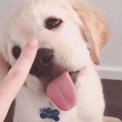 微信个性搞怪汪星人头像