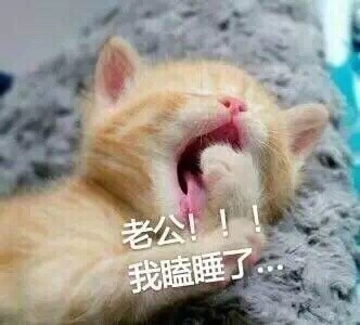 微信喵星人恶搞斗图表情包精选
