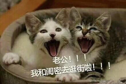 微信喵星人恶搞斗图表情包精选