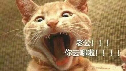 微信喵星人恶搞斗图表情包精选