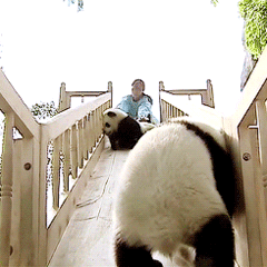 一波大熊猫萌系微信表情包