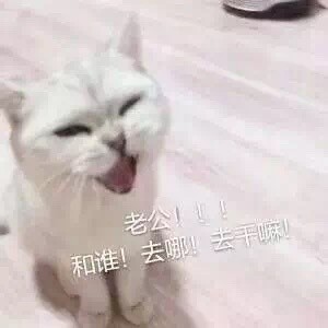 微信喵星人恶搞斗图表情包精选