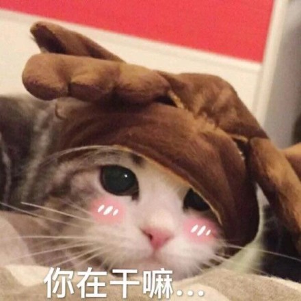 微信喵星人恶搞斗图表情包精选