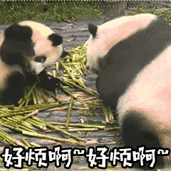 一波大熊猫萌系微信表情包
