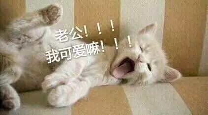微信喵星人恶搞斗图表情包精选