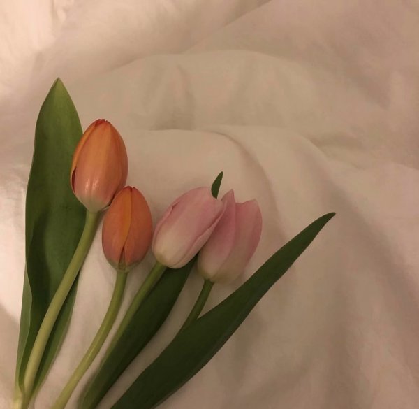 微信个性唯美花朵朋友圈配图