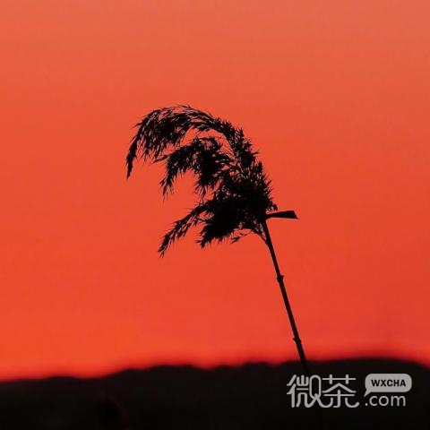 微信时尚潮流唯美风景静物头像
