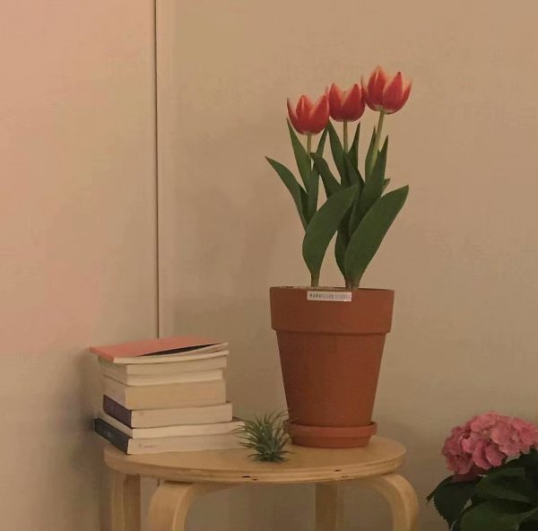 微信个性唯美花朵朋友圈配图