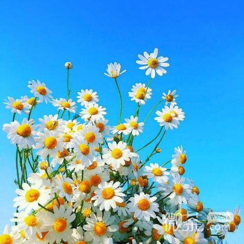 微信时尚潮流唯美风景静物头像