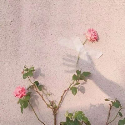 微信唯美个性意境风景静物头像