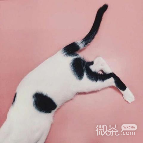 微信个性清新静物头像